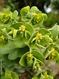 Euphorbia myrsinitis