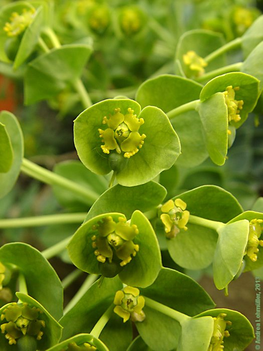 Euphorbia myrsinitis