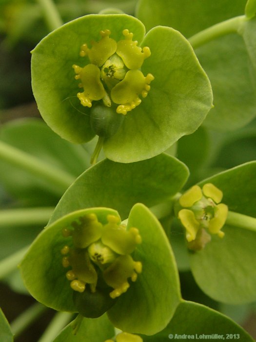 Euphorbia myrsinitis