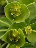 Euphorbia myrsinitis