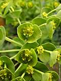 Euphorbia myrsinitis