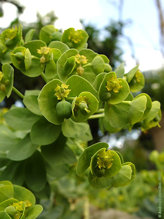 Euphorbia myrsinitis