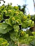 Euphorbia myrsinitis