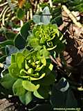 Euphorbia myrsinitis