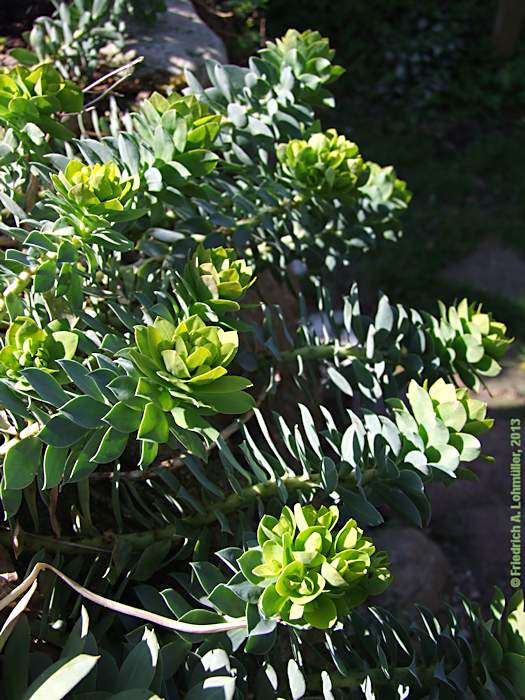 Euphorbia myrsinitis