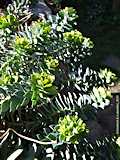 Euphorbia myrsinitis