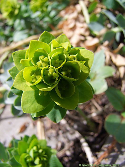 Euphorbia myrsinitis