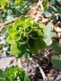 Euphorbia myrsinitis