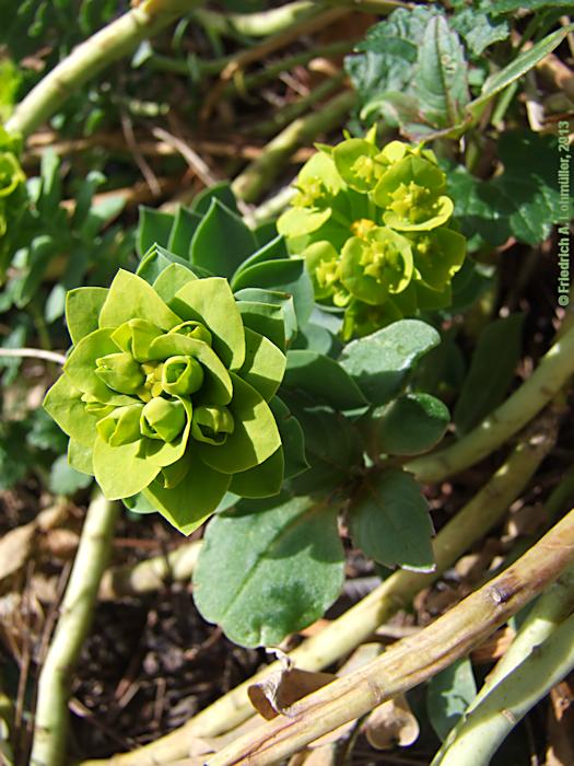 Euphorbia myrsinitis