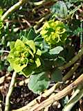 Euphorbia myrsinitis