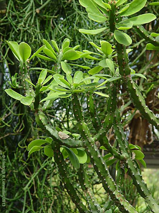 Euphorbia neriifolia