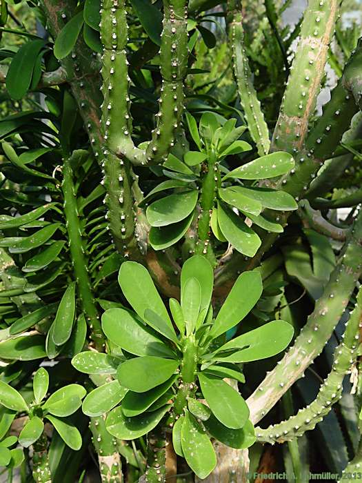 Euphorbia neriifolia