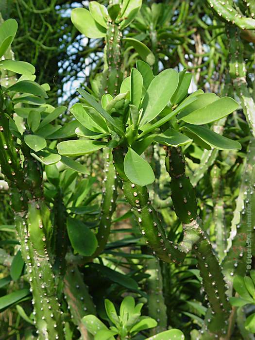 Euphorbia neriifolia