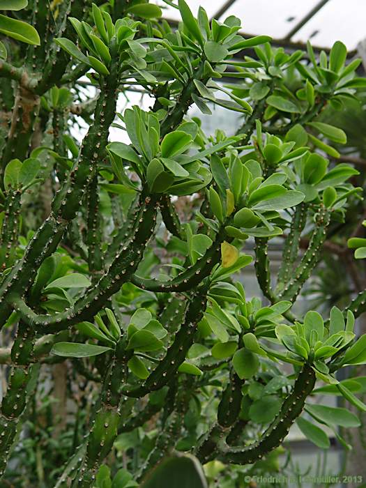 Euphorbia neriifolia