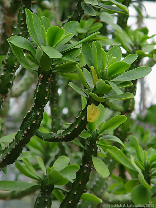 Euphorbia neriifolia