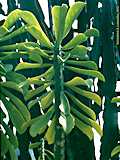 Euphorbia