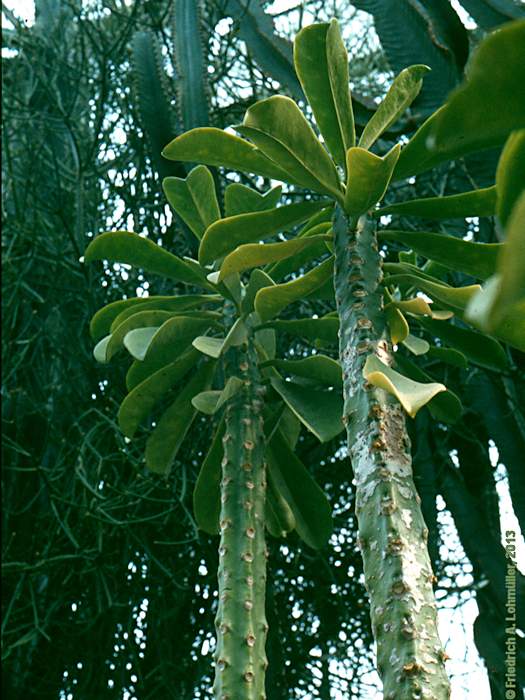 Euphorbia neriifolia