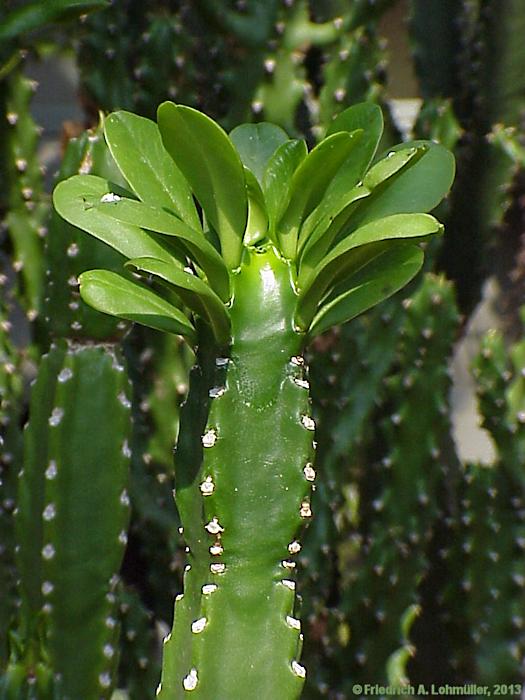 Euphorbia neriifolia