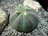 Euphorbia obesa