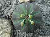 Euphorbia obesa