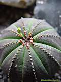 Euphorbia obesa