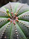 Euphorbia obesa