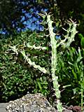 Euphorbia odontophora