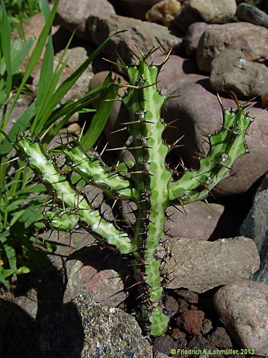 Euphorbia odontophora