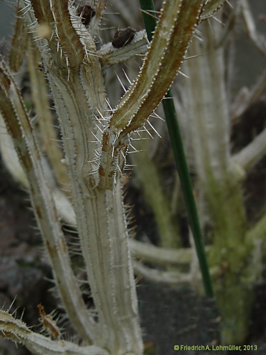 Euphorbia pentagona