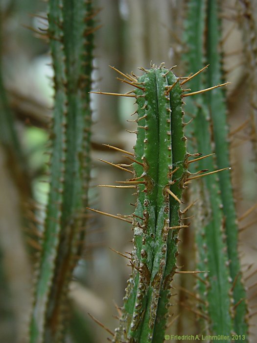 Euphorbia pentagona