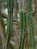 Euphorbia pentagona