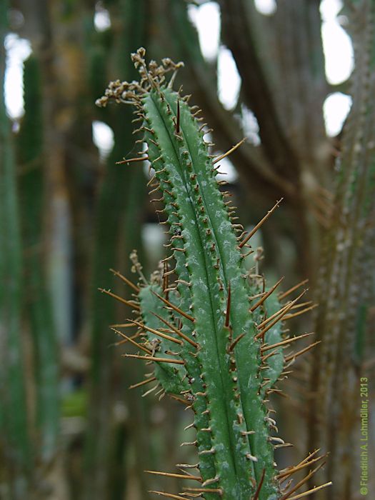 Euphorbia pentagona