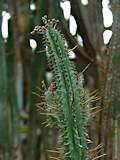 Euphorbia pentagona