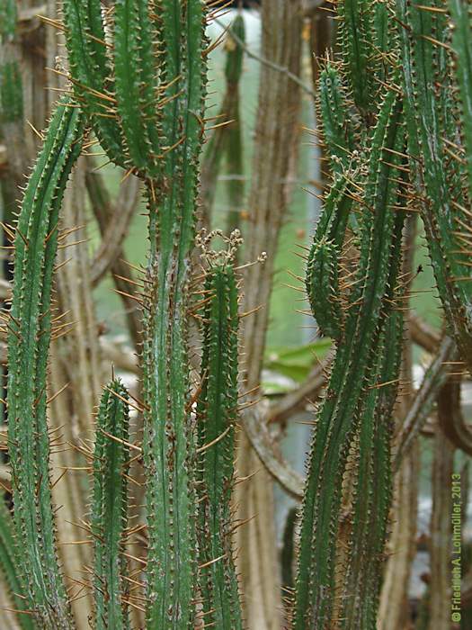 Euphorbia pentagona