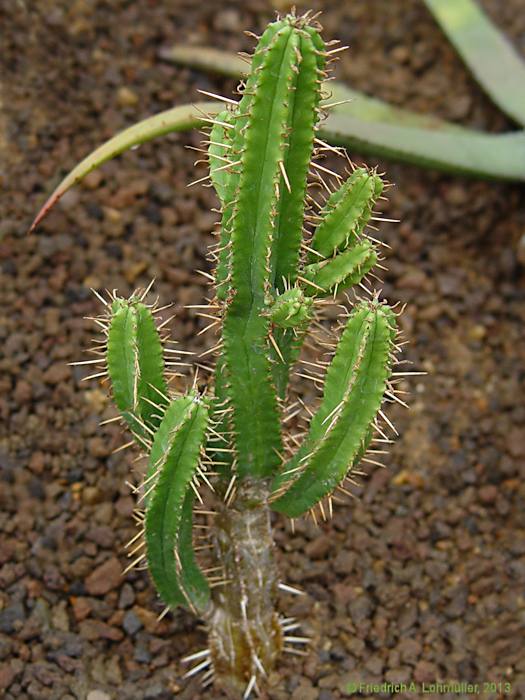 Euphorbia pentagona