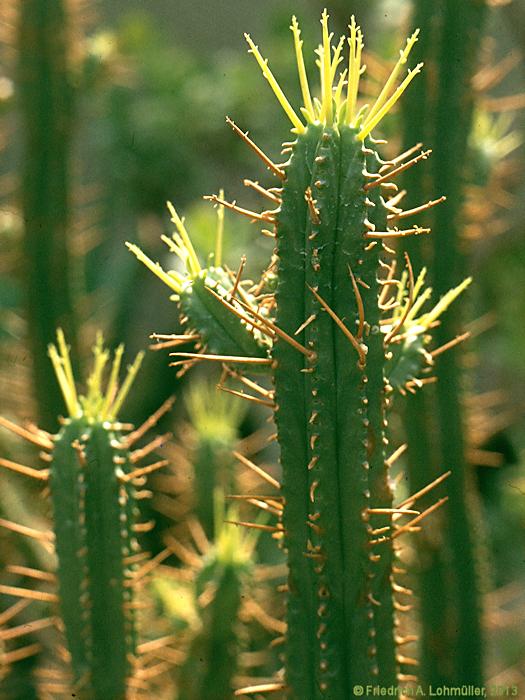 Euphorbia pentagona