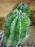 Euphorbia polygona