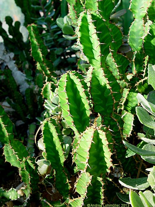 Euphorbia pseudocactus