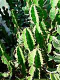 Euphorbia pseudocactus