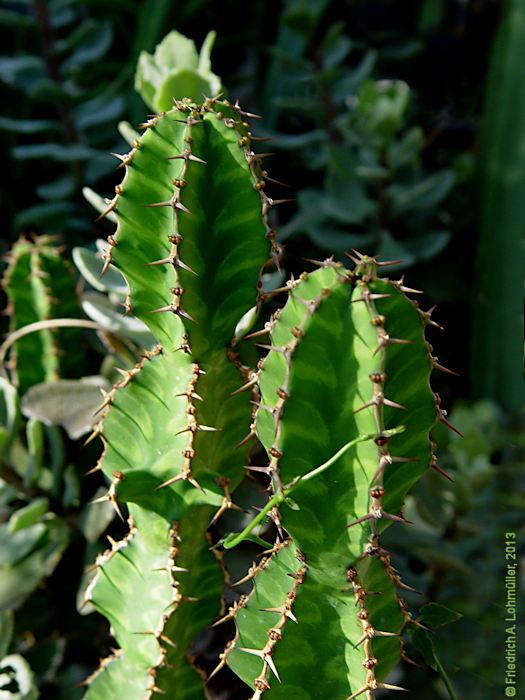 Euphorbia pseudocactus