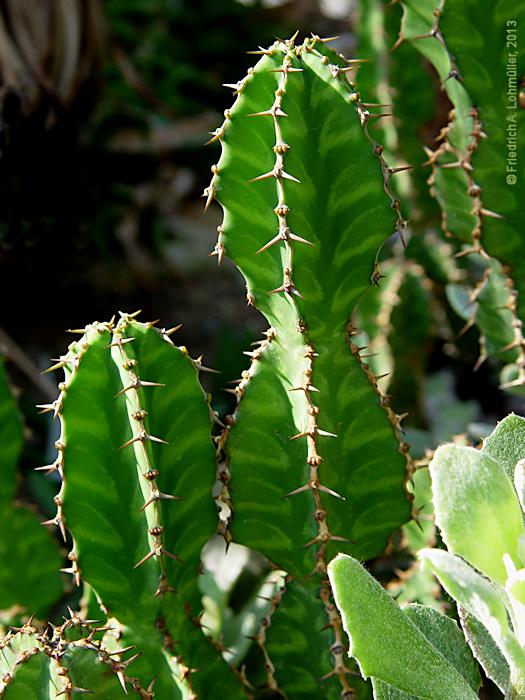 Euphorbia pseudocactus