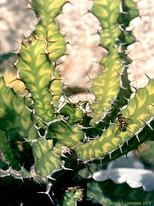 Euphorbia pseudocactus