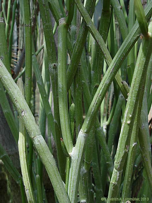 Euphorbia pteroneura