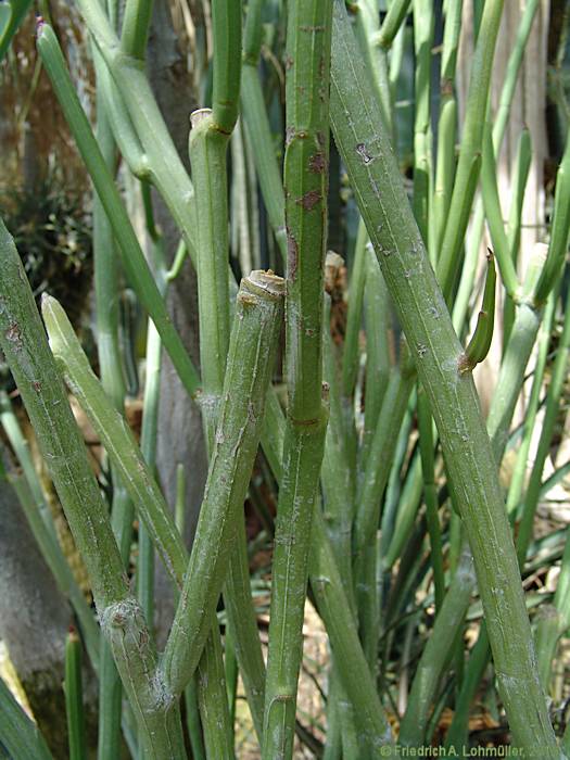 Euphorbia pteroneura