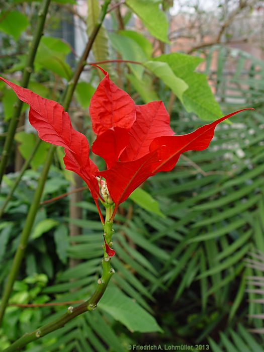 Euphorbia pulcherrima