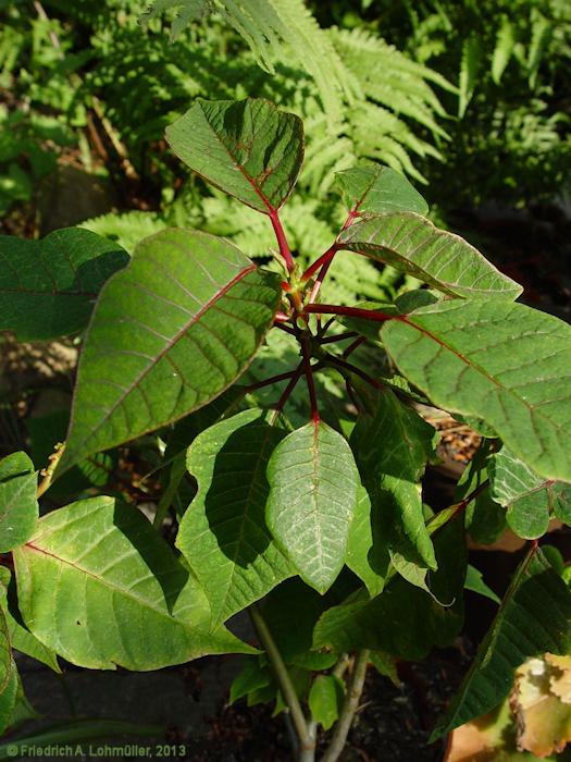 Euphorbia pulcherrima