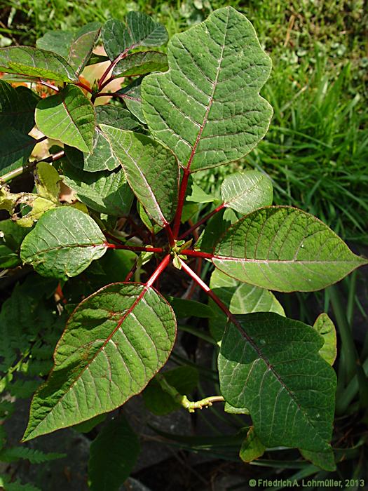 Euphorbia pulcherrima