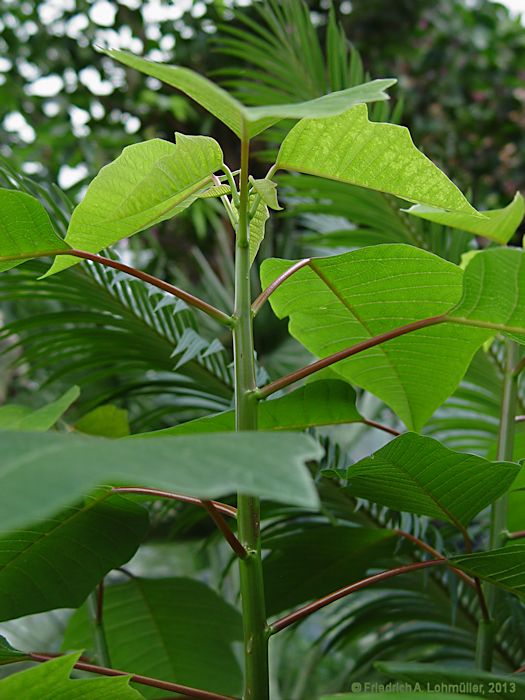 Euphorbia pulcherrima