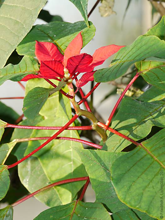 Euphorbia pulcherrima