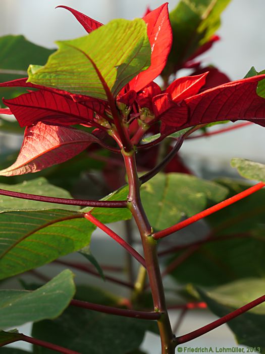 Euphorbia pulcherrima